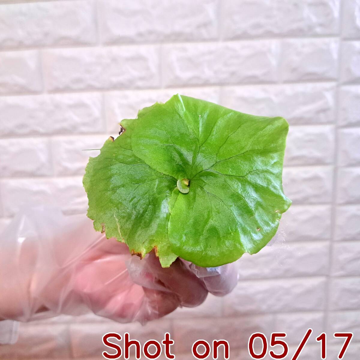 植物】＋P.charles alford ＋ ☆リドレー×ワンダエ チャールズアル 