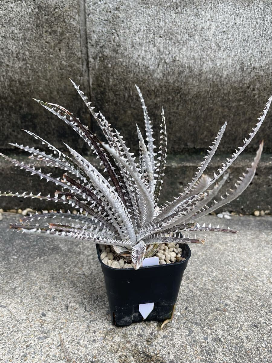 観葉植物 Dyckia fosteriana (Senges / Black form) ディッキア ブロメリア