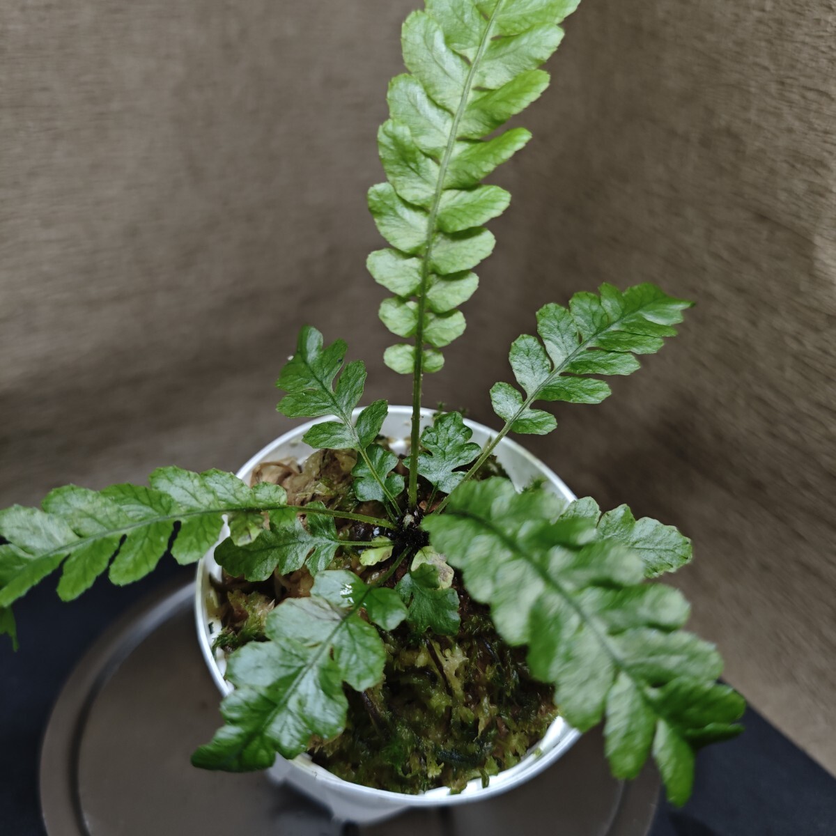 大株☆胞子葉4枚あり☆Blechnum obtusatum var obtusatum☆ケース入り 