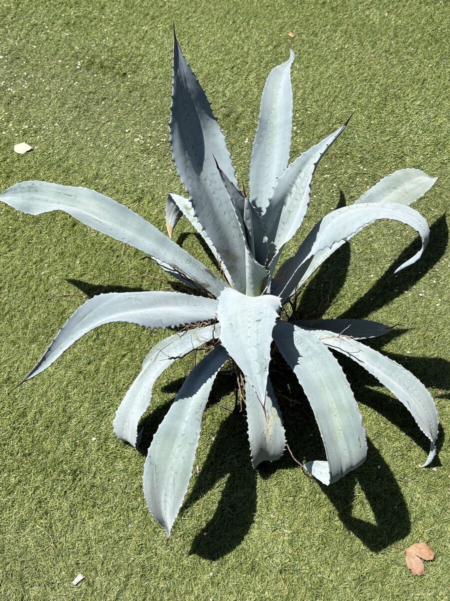 園芸素人栽培品】Agave franzosinii アガベフランゾシニー（小№2）ヽ
