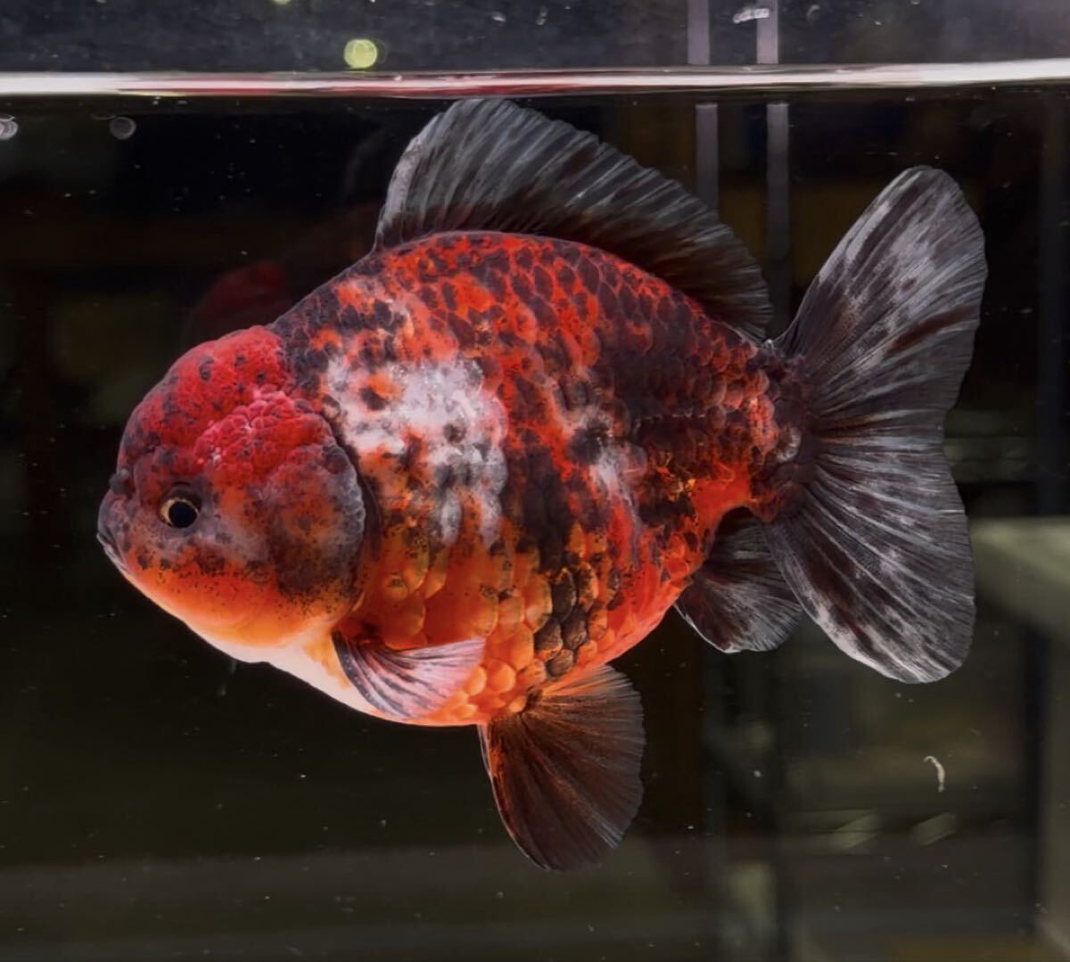 大阪府のその他 極上ヤンボウ 三色透明銀鱗