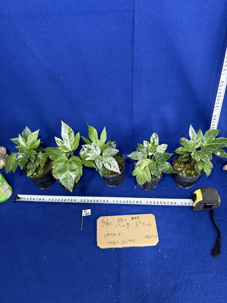 斑入り山野草 ・ ヤツデ 全葉チリ縞三光斑 ラン 鉢植え 【公式通販】