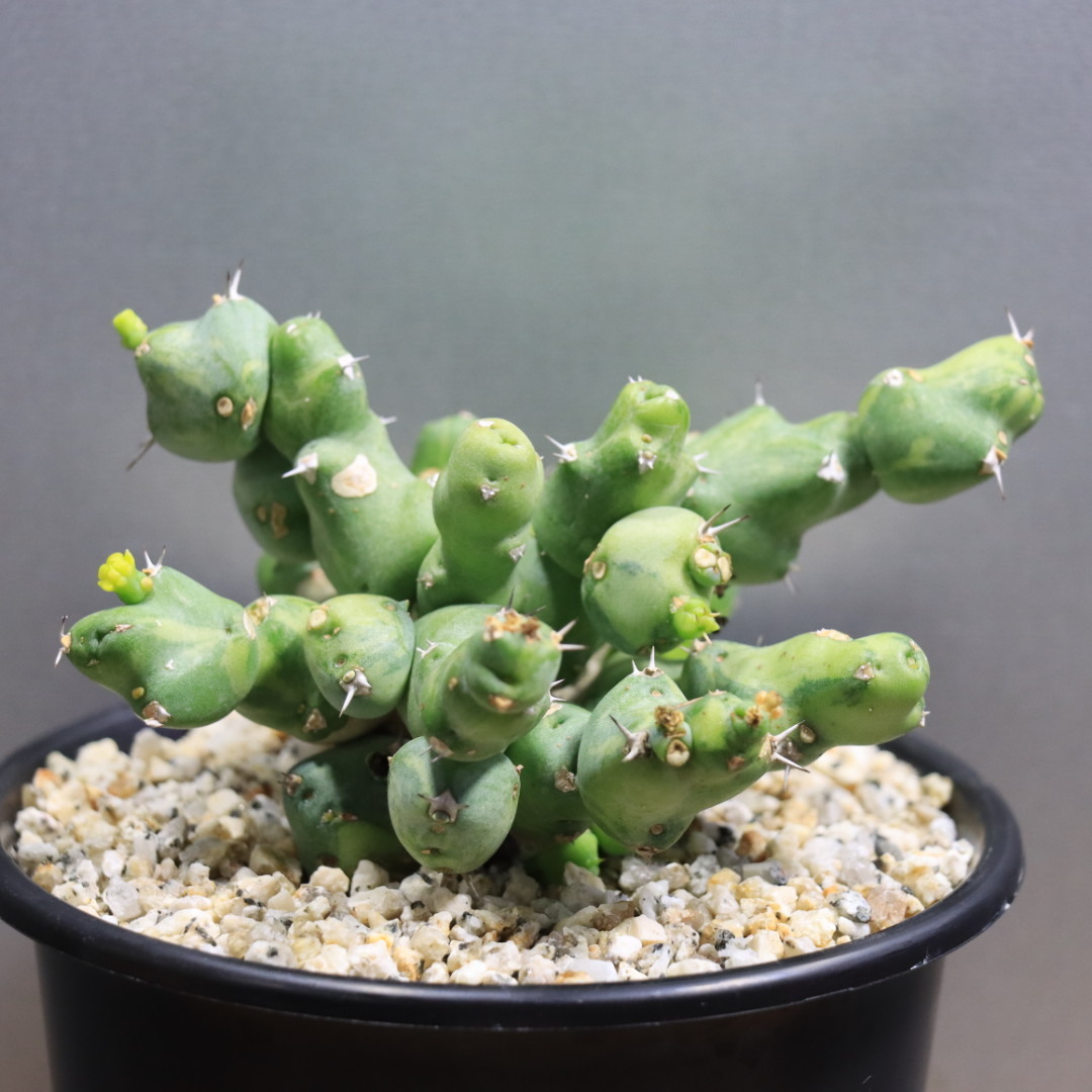 新品】ヤシの木みたいな幹が特徴 Cycas clivicola ssp. lutea サイカス