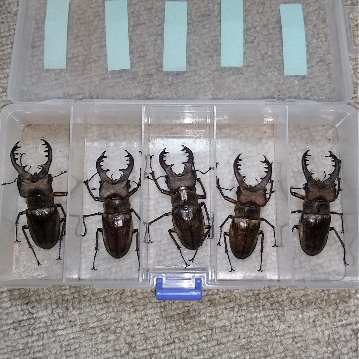 ギネス！！神津島産ミヤマクワガタ♂65mm！超特大標本 野外品！！の