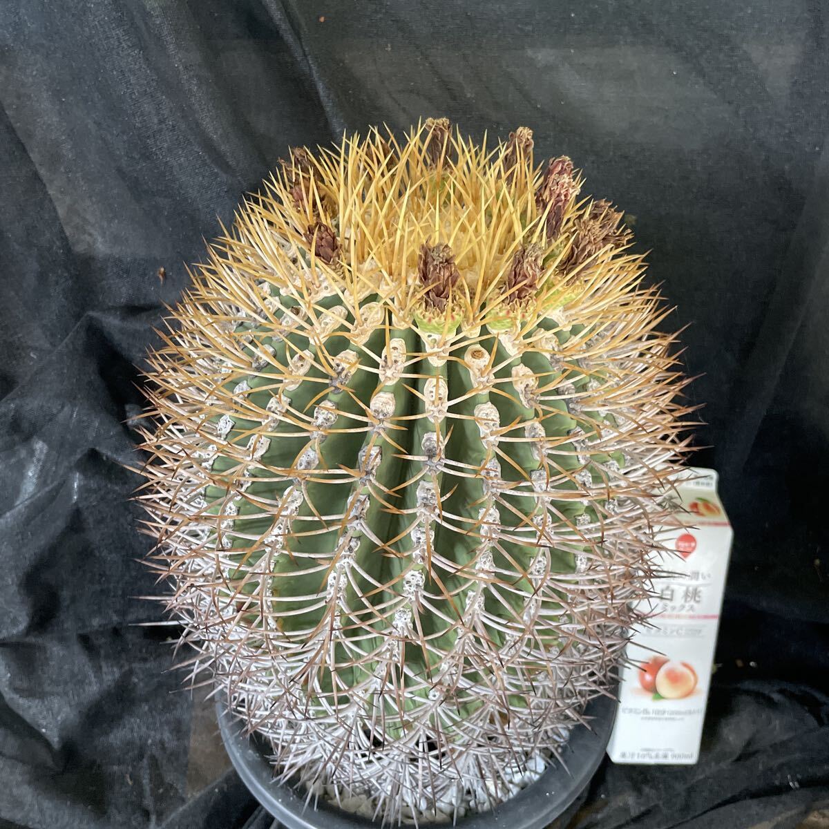 中古】サボテン・多肉植物（サボタニ）10-1 フェロカクタス 文鳥丸