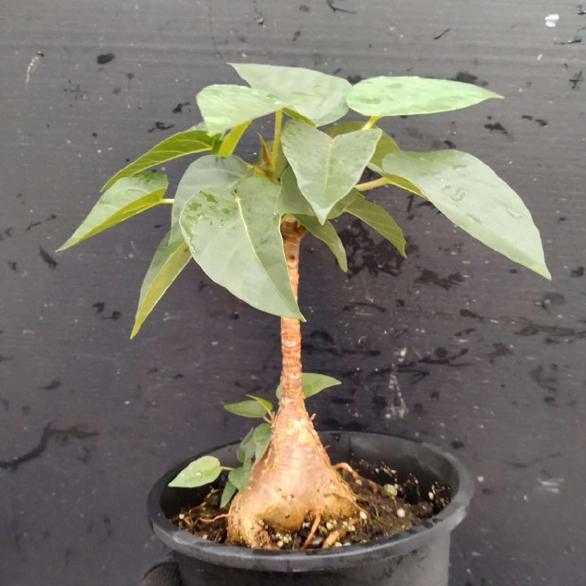 フィカス・パルメリー Ficus palmeri 長期作り込み株の落札情報詳細