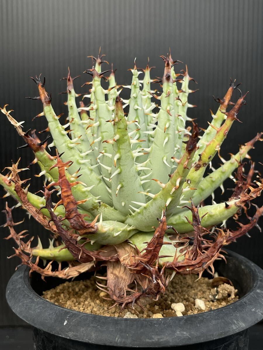 Aloe melanacantha アロエ メラナカンサ 親株 多肉植物 No.086【 ALOE MELANACANTHA × ERINACEA 】アロエ メラナカンサ