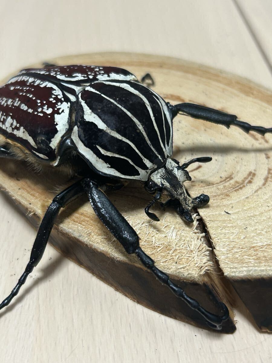 ゴライアスオオツノハナムグリ 標本 昆虫 約14.5cmの落札情報詳細