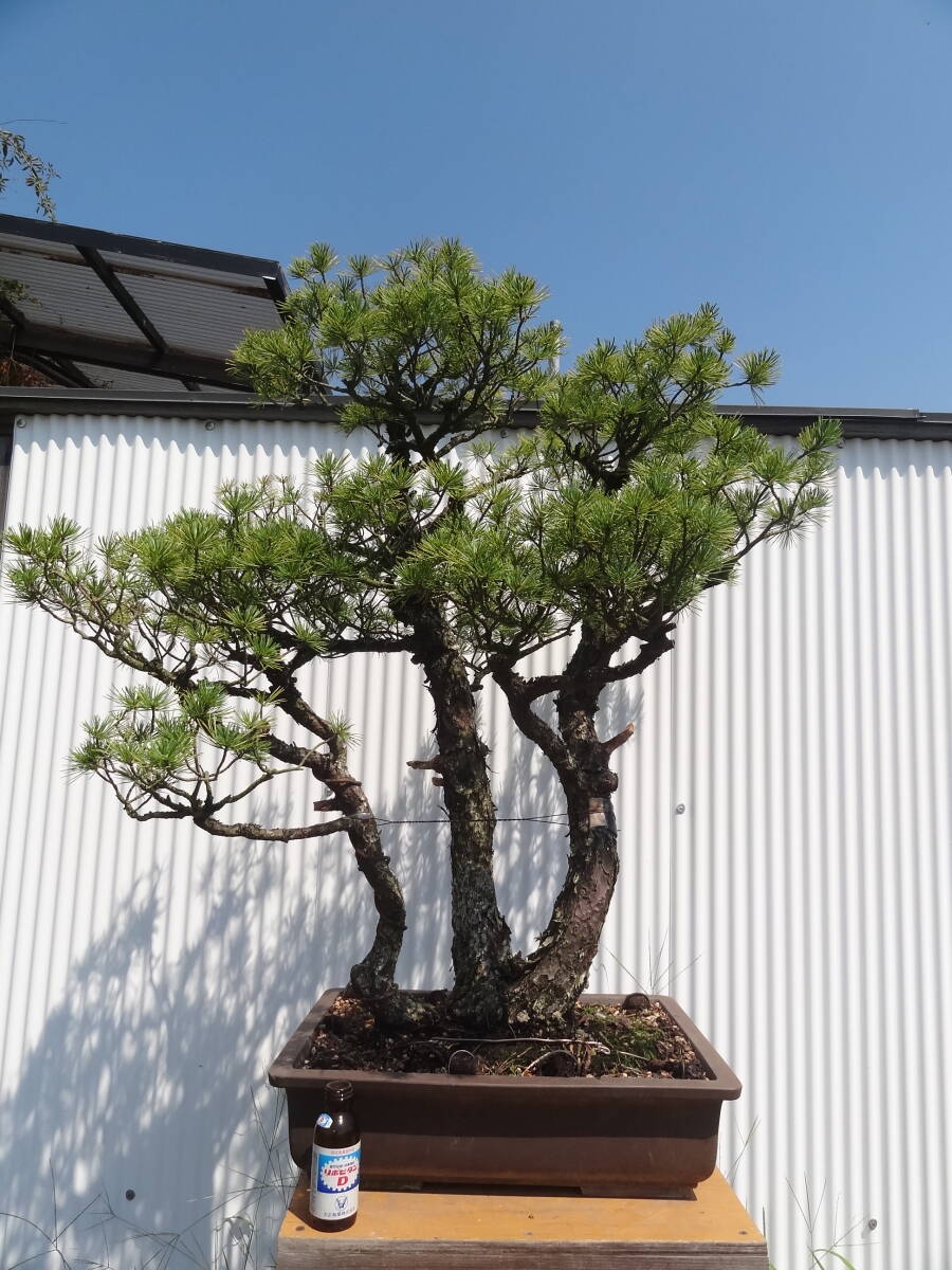 四国 五葉松 5幹株立ち 大品盆栽 格安の落札情報詳細 - Yahoo