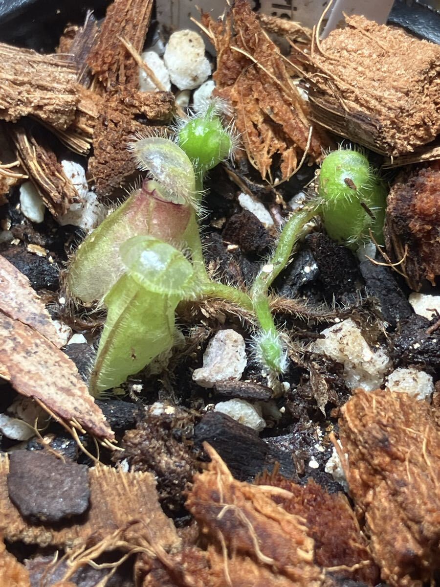 観葉植物 Cephalotus Hummer's Giant BCP 選別品 No 1 セファロタス