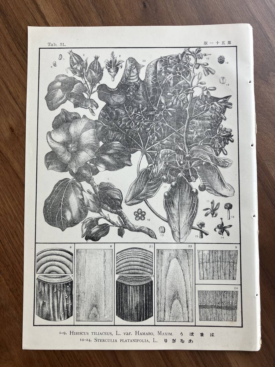 1940年]チェコの古いボタニカルアート12枚セット/ヴィンテージ