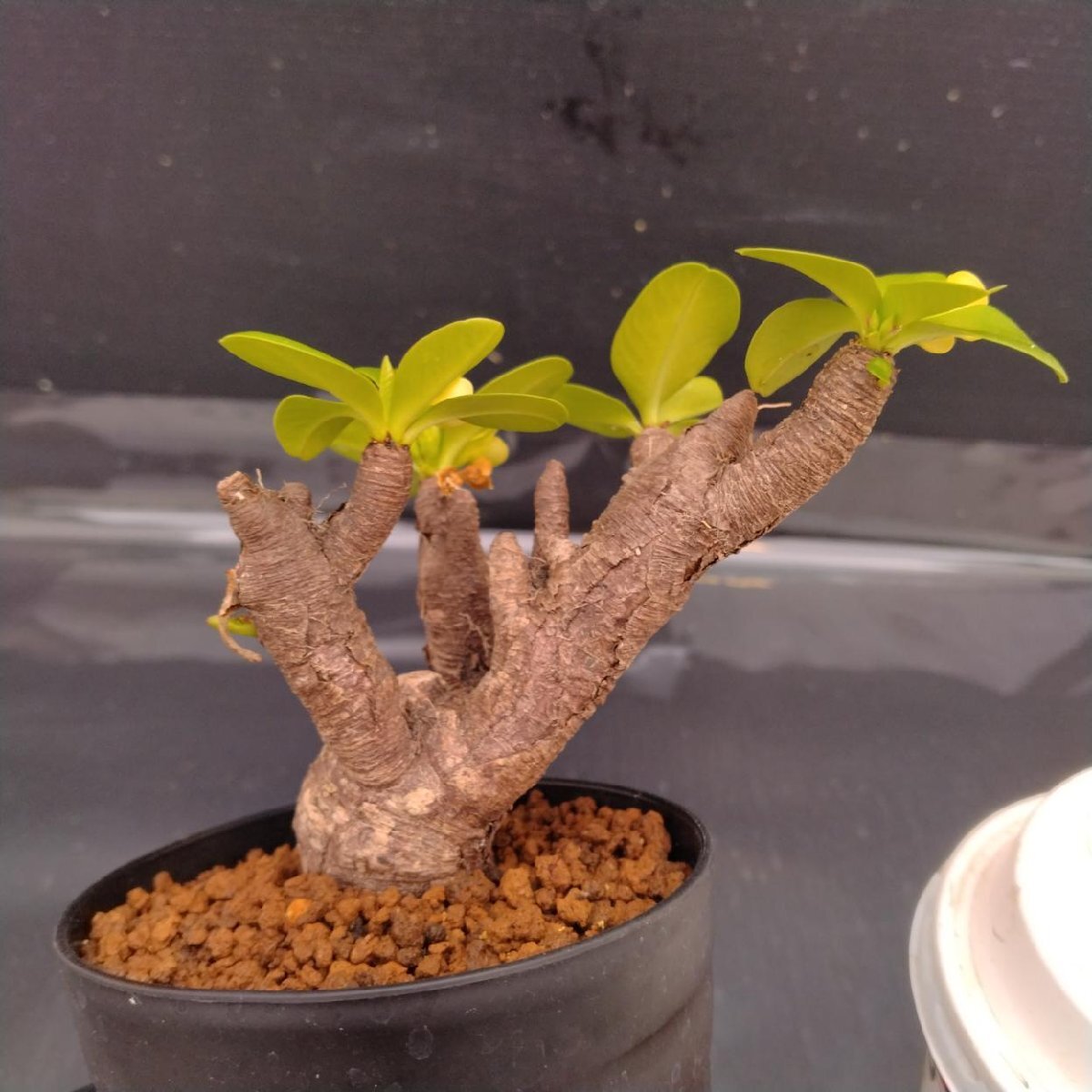 新品】Euphorbia itremensis ユーフォルビア イトレメンシス 多肉植物