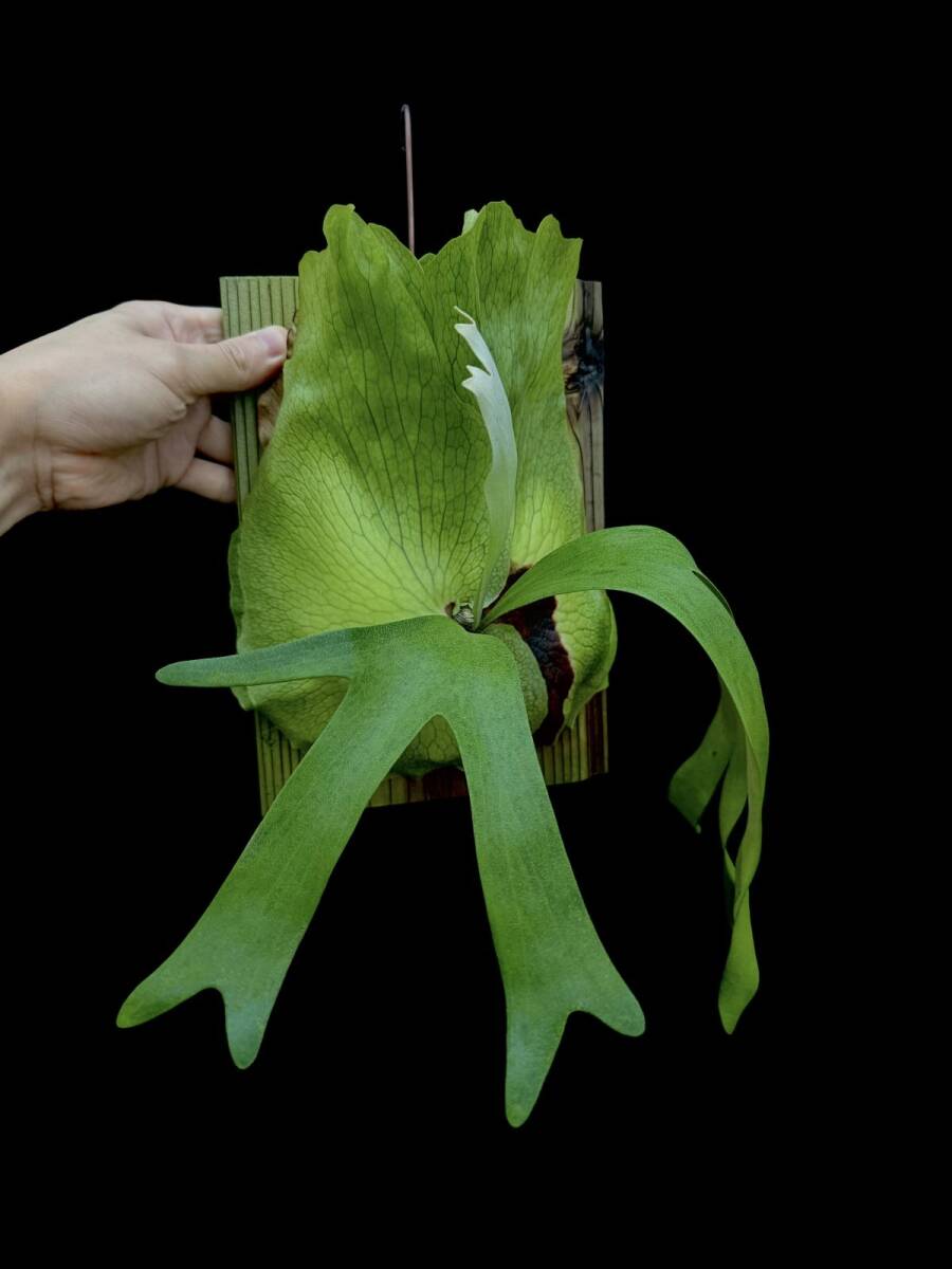 自家栽培(趣味)】African Oddity の落札情報詳細 - Yahoo!オークション