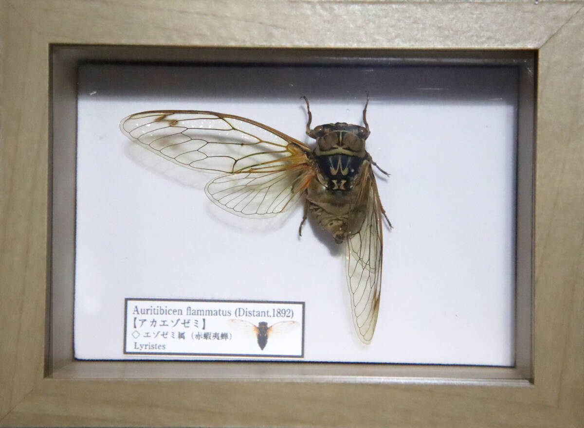 中古】北海道産 アカエゾゼミ アドニス 緑タイプの落札情報詳細