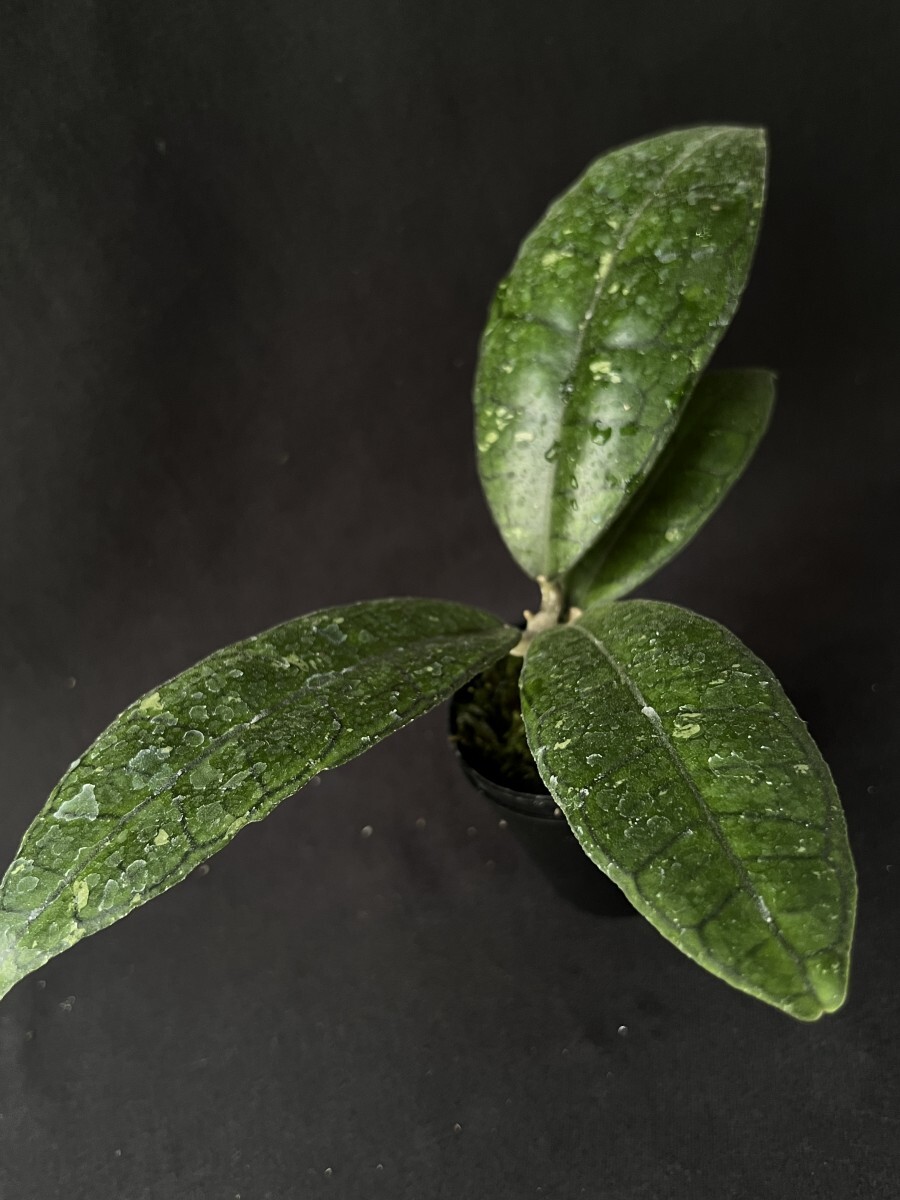 植物です。】ホヤ・フィンレイソニー 葉の綺麗な種類の落札情報詳細