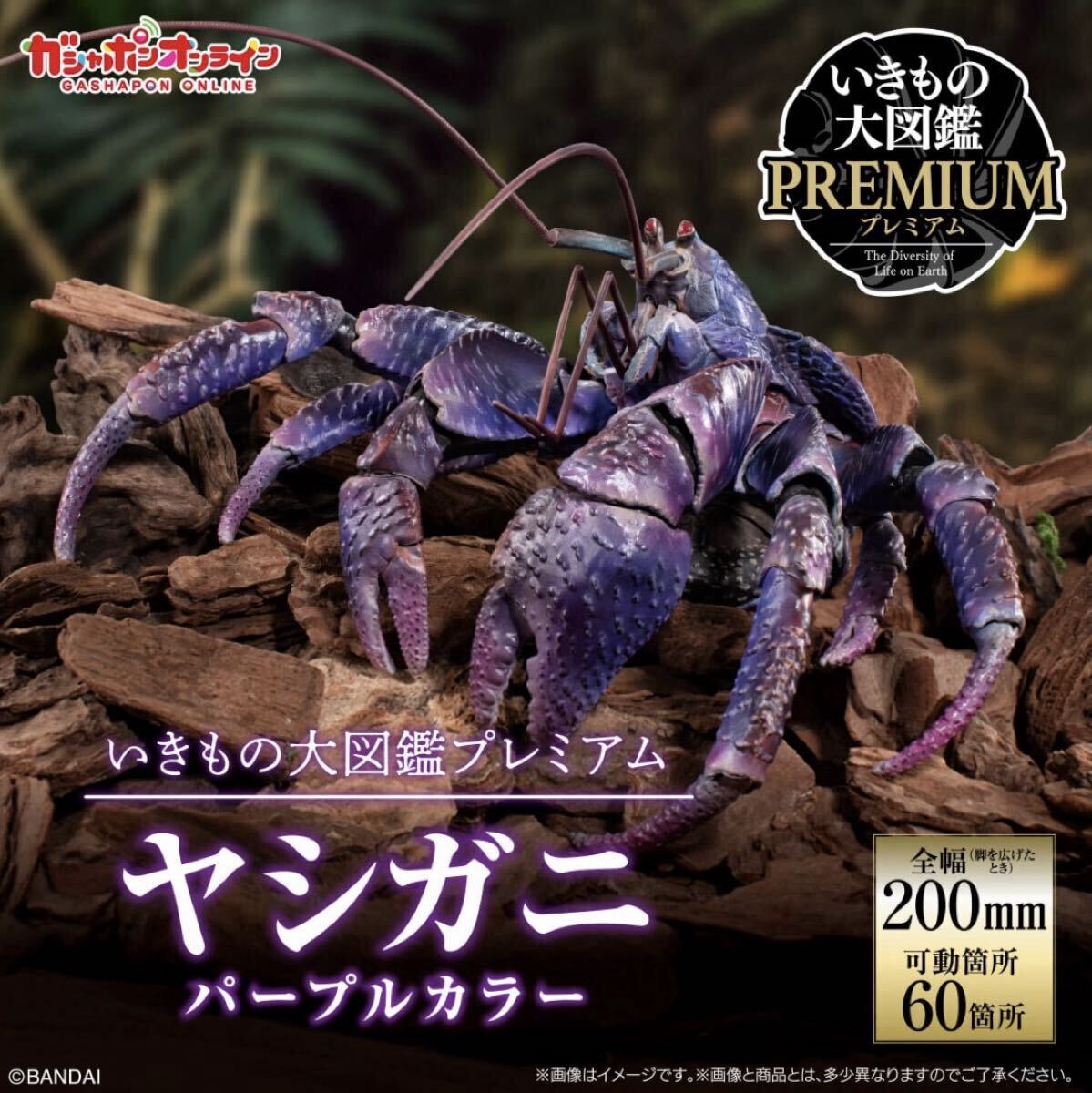 中古】ヤシガニ 剥製 標本 綿に汚れ有り ケース ガラス木製の落札情報