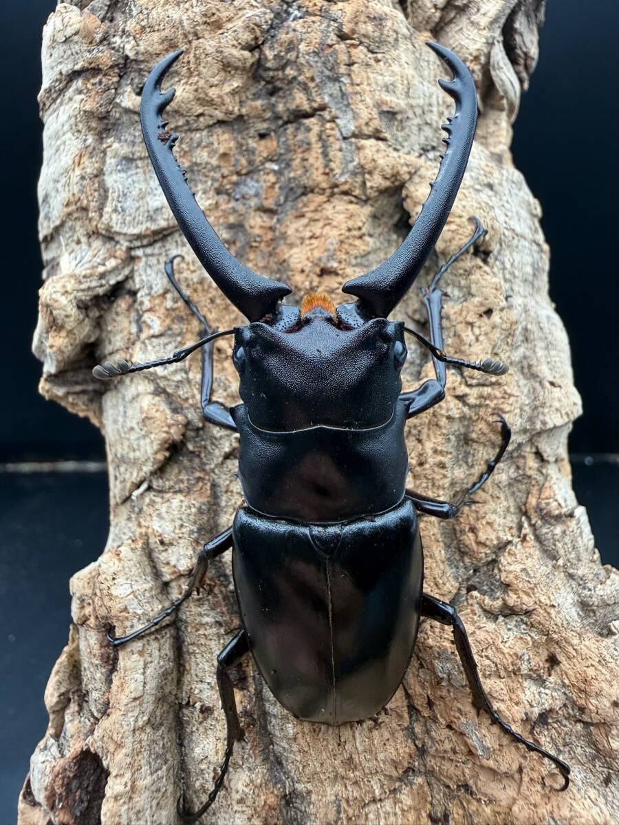 標本 死に虫に成ります】大型 ギラファノコギリ ケイスケ ダイスケ 2種