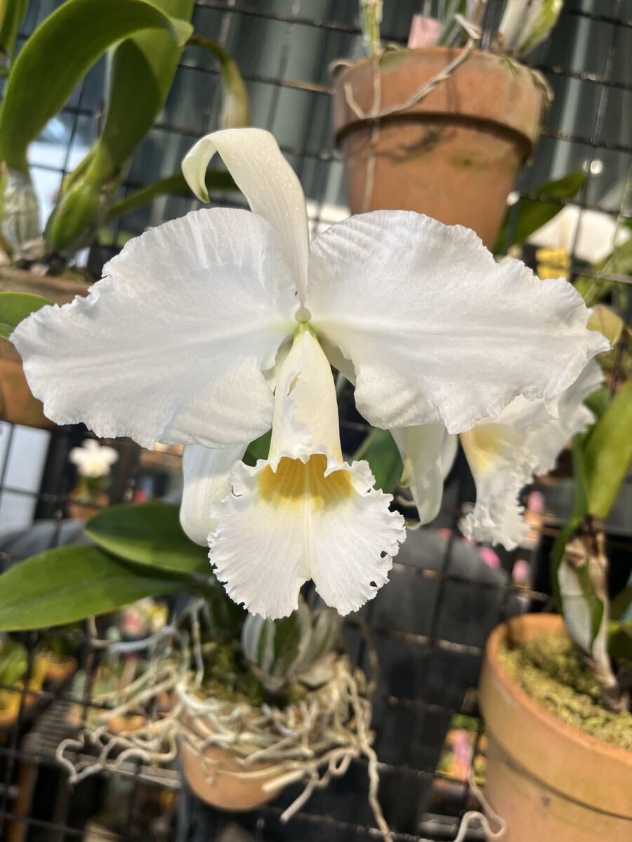 七宝焼 釉薬 カトレア Cattleya 50点セット 新品】七宝焼釉薬 未使用品 カトレア10色（30g×11袋）の落札情報詳細