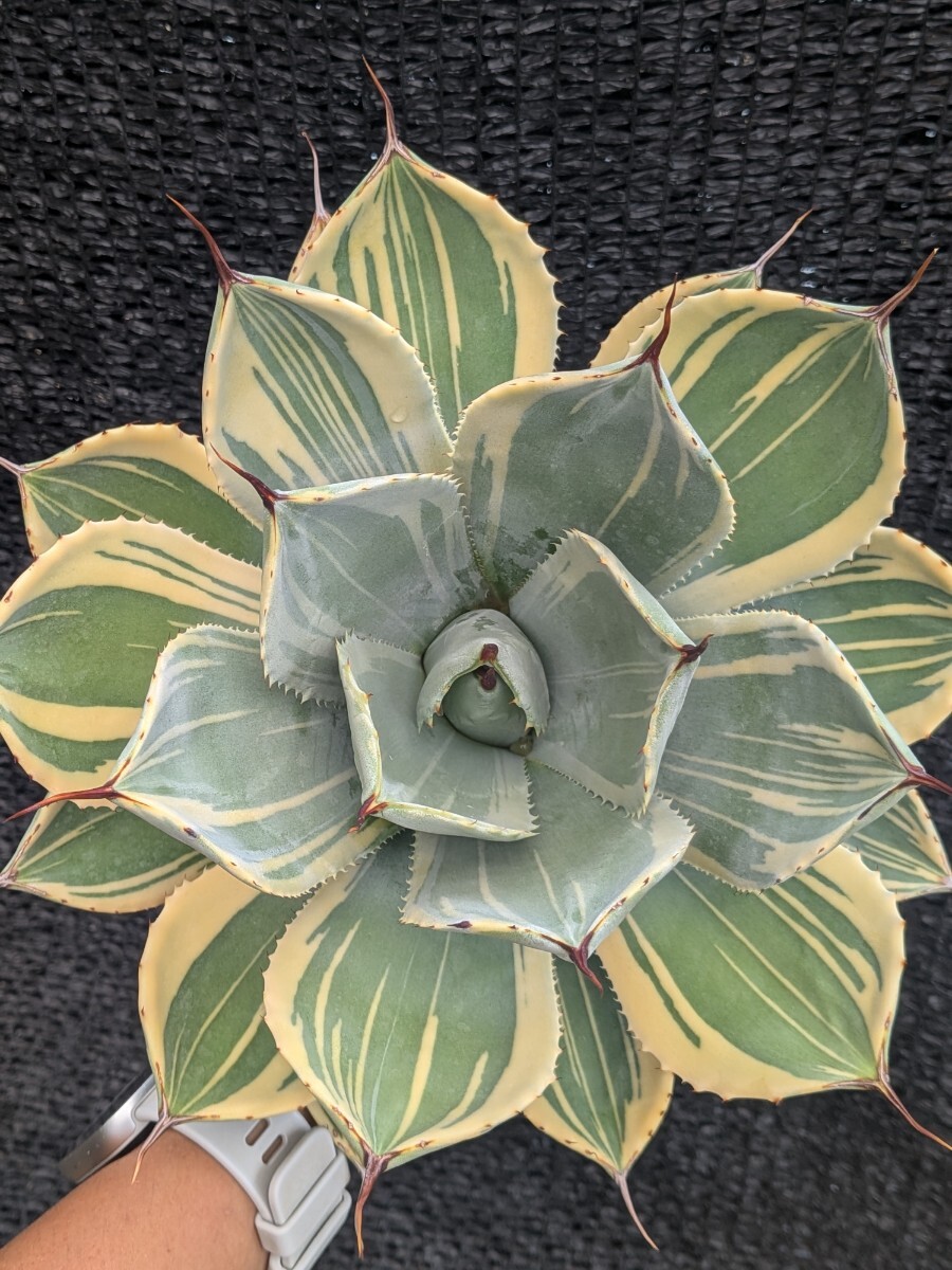 新品】アガベ パリー オリザバ Agave parryi var. truncata Orizaba