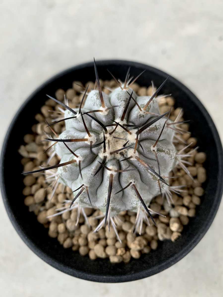 コピアポア 雷血丸 輸入カキコ サボテン 黒王丸 【公式通販】