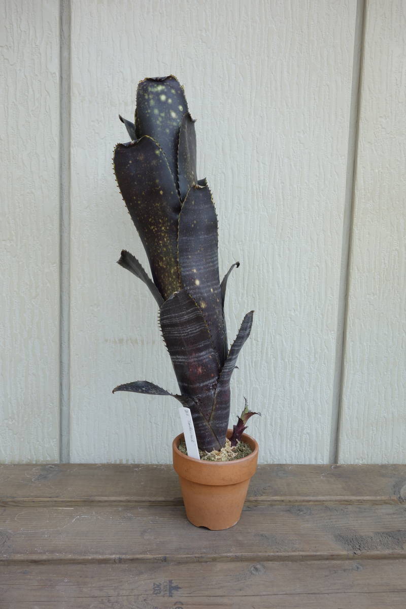 ビルベルギア スモークスタック 子株付き 2 Billbergia 'Smokestack