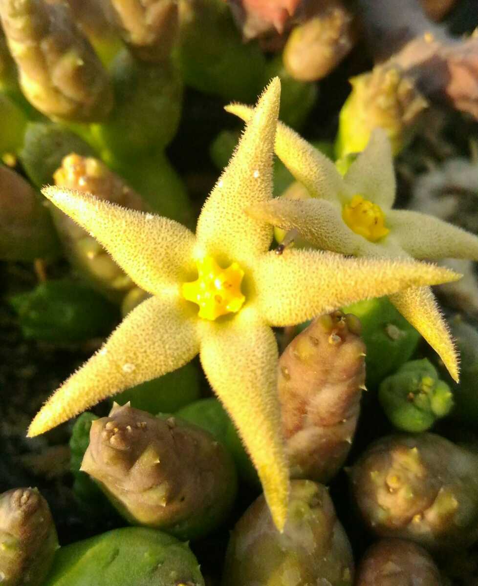 P52 フォエチダス ピアランサス ガガイモ 多肉植物 の落札情報詳細 ヤフオク落札価格情報 オークフリー スマートフォン版