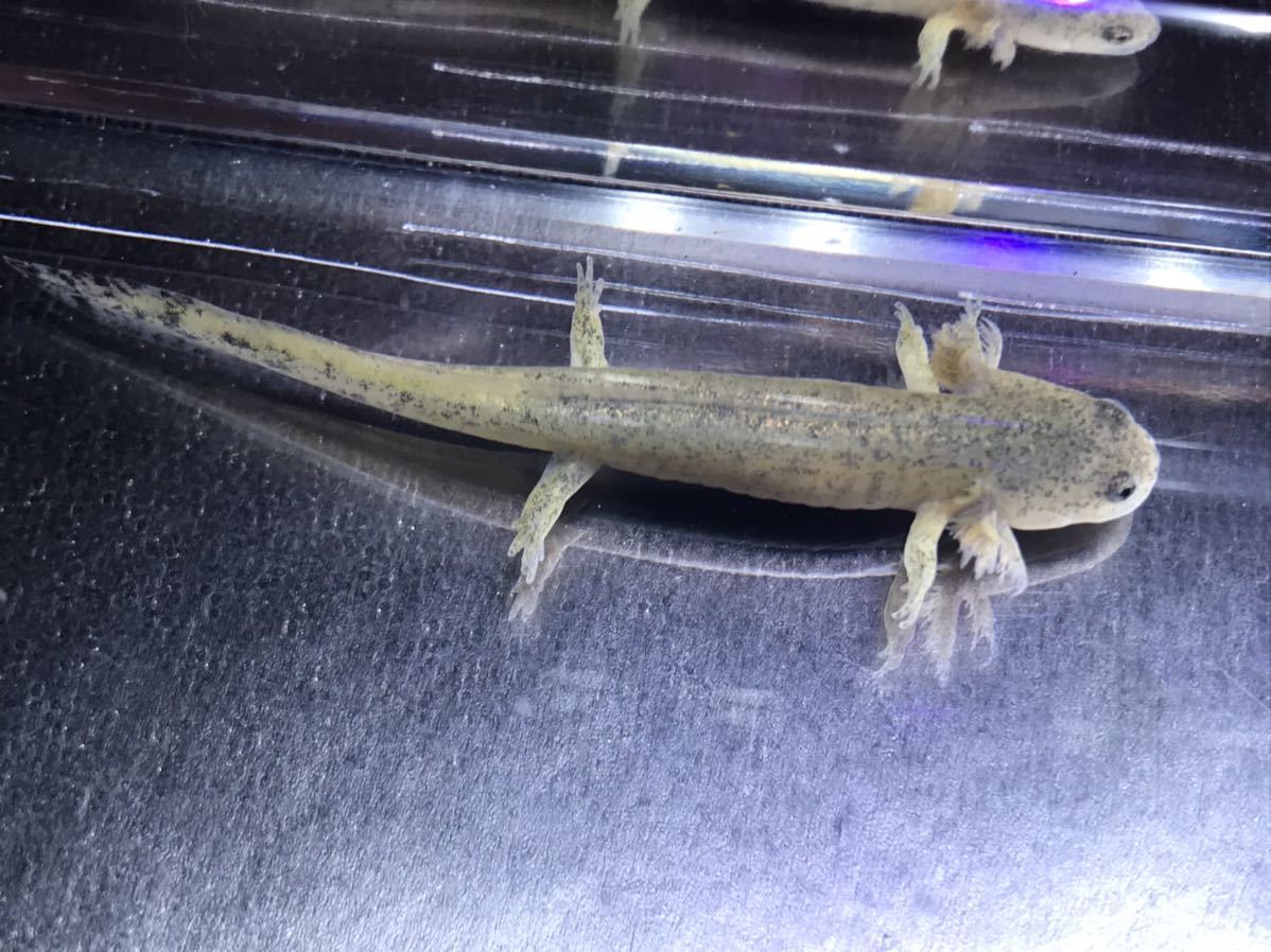 サンショウウオ 幼生3種類セット の落札情報詳細 ヤフオク落札価格情報 オークフリー スマートフォン版