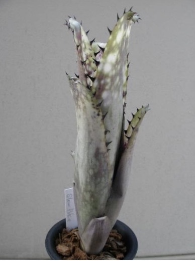 Yahoo!オークション 'Slow Poke' スロー ポーク Billbergia - ［Pof