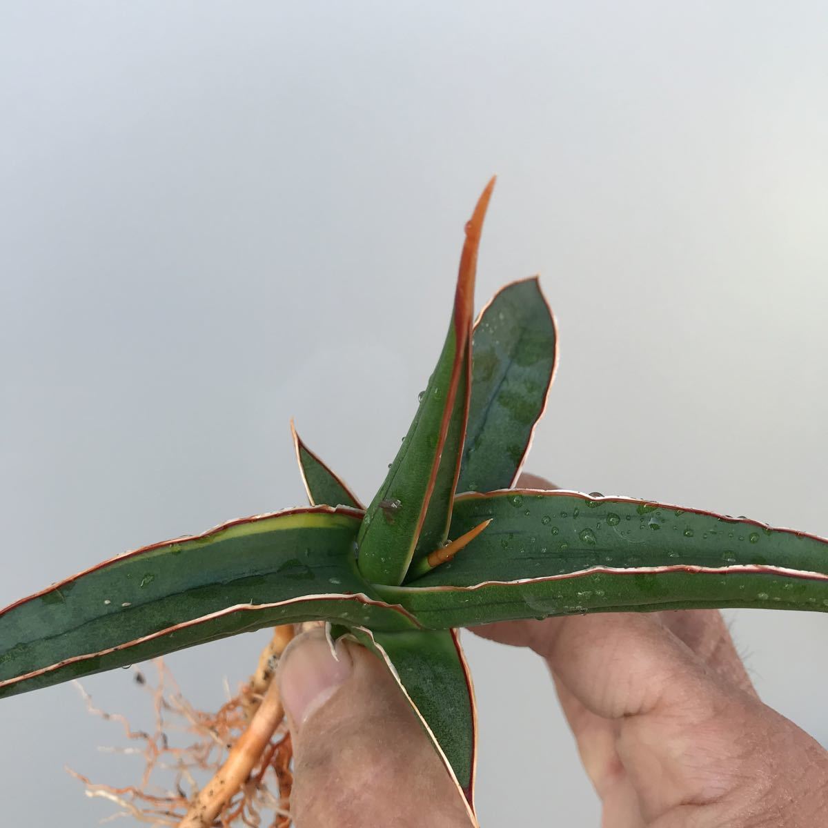 サンスベリア ドリスフェニー 斑入 Pfenning - メルカリ