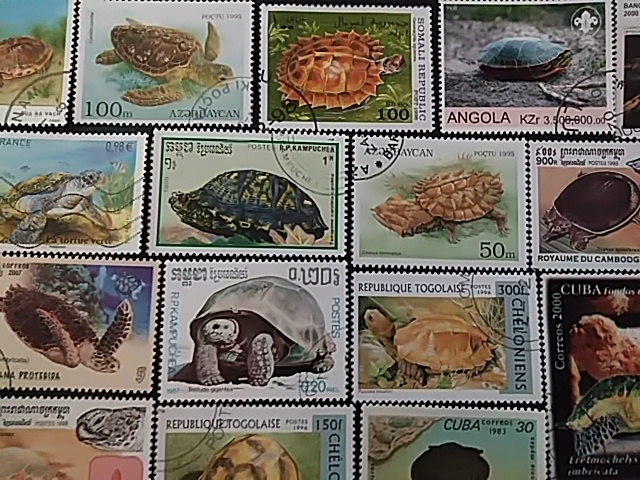 3588 外国切手 ベリーズ 1990年 カメ 亀 シリーズ 6種完 3588 外国切手 ベリーズ 1990年 カメ 亀 シリーズ 6種完 フロリダ