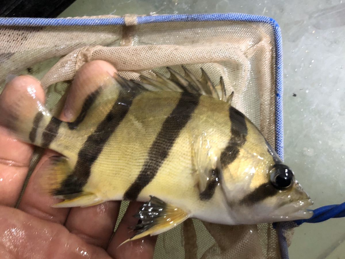 ダトニオ フォーバータイガー の落札情報詳細 ヤフオク落札価格情報 オークフリー スマートフォン版