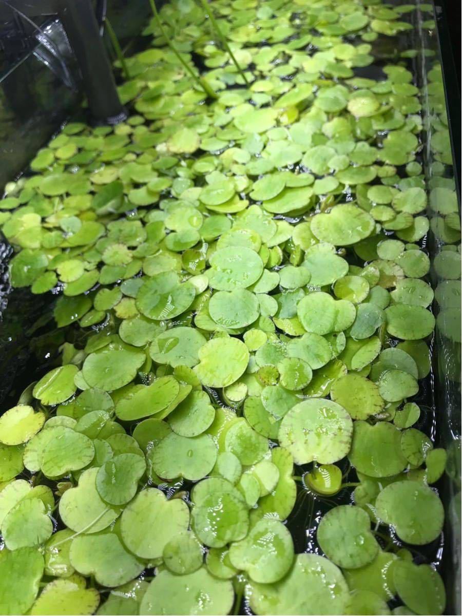 アマゾン フロッグ ピット 水草 浮き草 送料込 Mサイズ メダカ ビオトープ の落札情報詳細 ヤフオク落札価格情報 オークフリー スマートフォン版