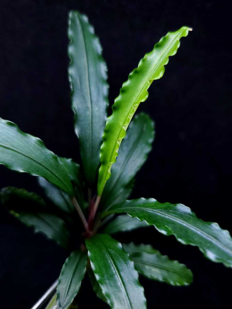 独特な店 ブセファランドラ Sekadau 3 Tb Bucephalandra 魚用品 水草 Alrc Asia