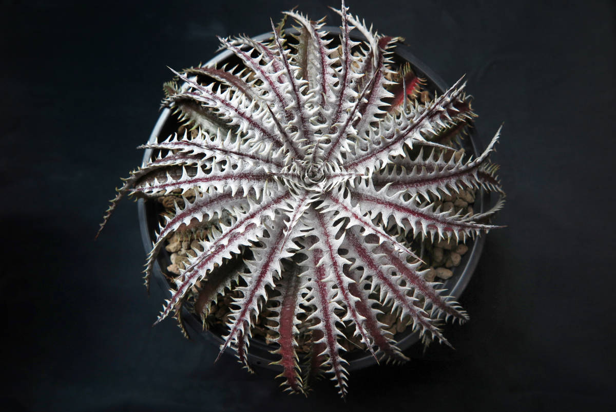 Atomic Dyckia ディッキア レアプランツ通販サイトPlants | - Maniax