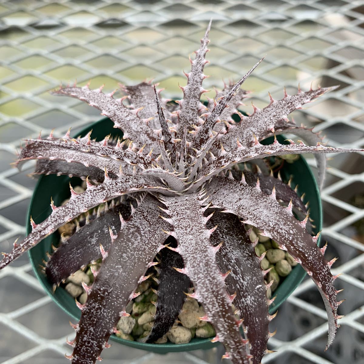 Dyckia-reitzii rubra seedling ディッキア-レイジールブラ シー