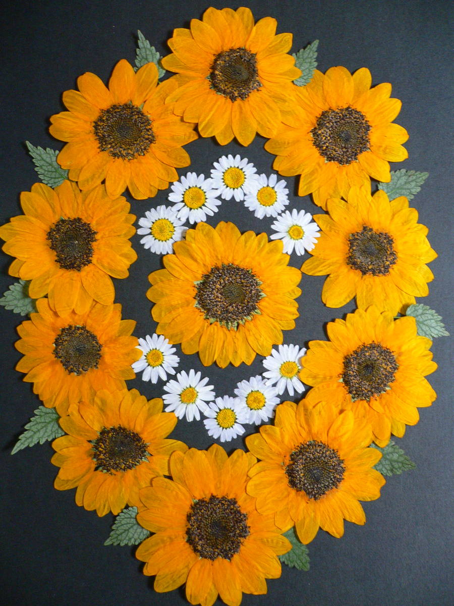 新品 押し花素材 ひまわり M3 の落札情報詳細 ヤフオク落札価格情報 オークフリー スマートフォン版