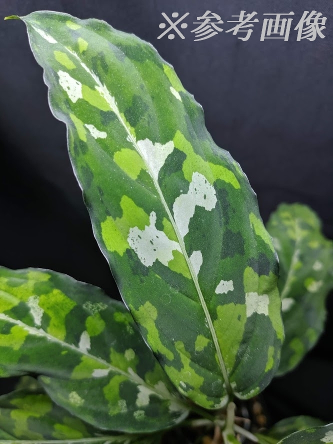 新品】◇Aglaonema pictum GW1502 type8 Padang sidempuan【TB