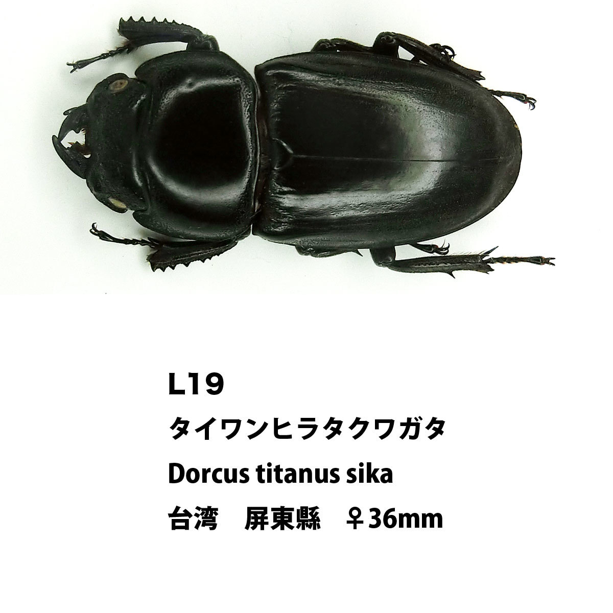 昆虫標本 台湾 屏東縣 ペア タイワンヒラタクワガタ Dorcus titanus