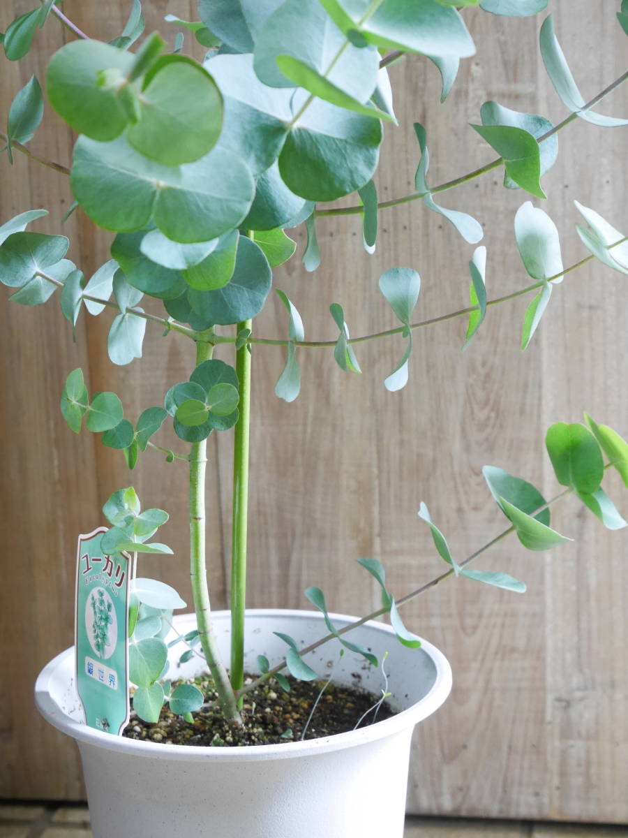 卸価格 観葉植物 ハーブ ユーカリ 銀世界 丸葉 6号 3 約80 ヤフオク限定特価 の落札情報詳細 ヤフオク落札価格情報 オークフリー スマートフォン版