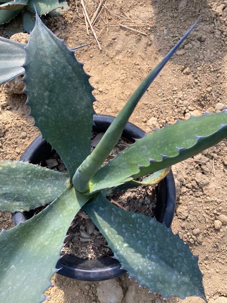 コロナに負けるな アガベ アトロビレンシス ミラビリス 黒夜叉 大株カキ仔 Now On Sale 多肉植物 発根済み ラスト速いもん勝ち の落札情報詳細 ヤフオク落札価格情報 オークフリー