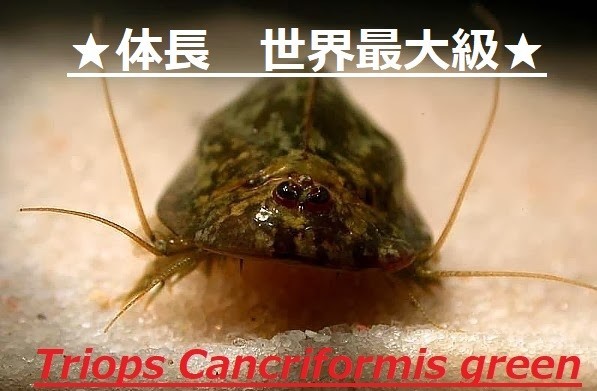 送料無料 世界最大級のカブトエビ Triops Cancriformis 耐久卵以上 飼育底砂 飼料 飼育書付き 自由研究 自然観察 教育素材 の落札情報詳細 ヤフオク落札価格情報 オークフリー スマートフォン版
