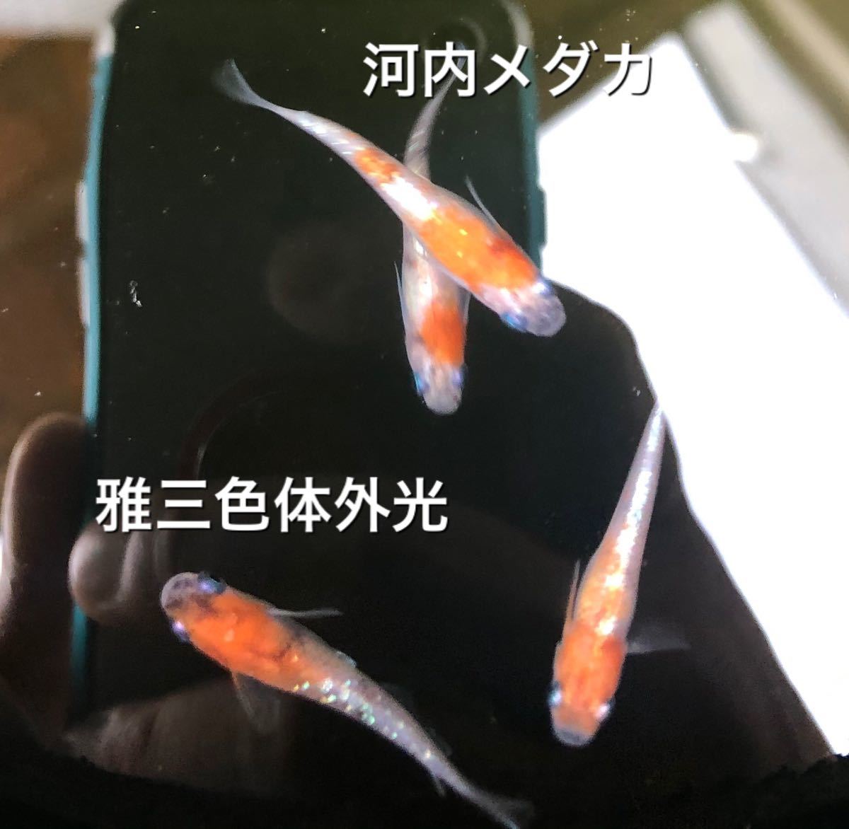 河内メダカ 雅三色体外光 有精卵15個 A の落札情報詳細 ヤフオク落札価格情報 オークフリー スマートフォン版