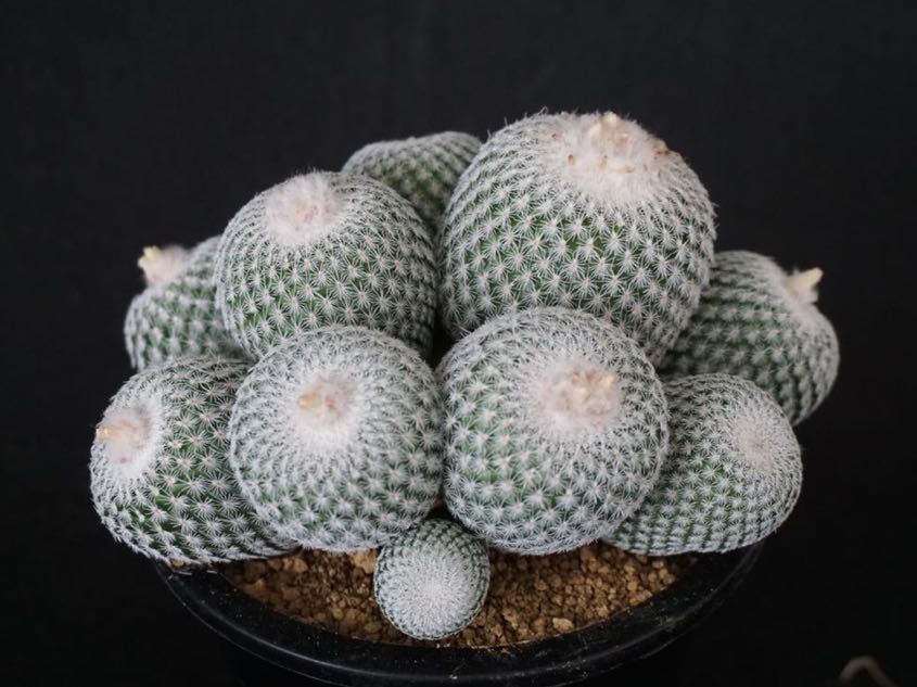 特選 エピテランサ 月世界 Epithelantha Micromeris サボテン 多肉植物 ビザールプランツ の落札情報詳細 ヤフオク落札価格情報 オークフリー スマートフォン版 特選 エピテランサ 月世界 Epithelantha Micromeris サボテン 多肉植物 ビザールプランツ の落札情報詳細 ヤフオク落札価格情報 オークフリー スマートフォン版