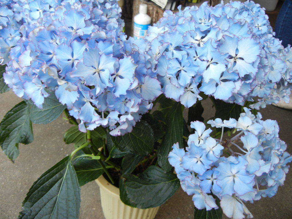新品 値下げ 現物 アジサイ 紫陽花 レオン 5 5寸鉢 の落札情報詳細 ヤフオク落札価格情報 オークフリー スマートフォン版