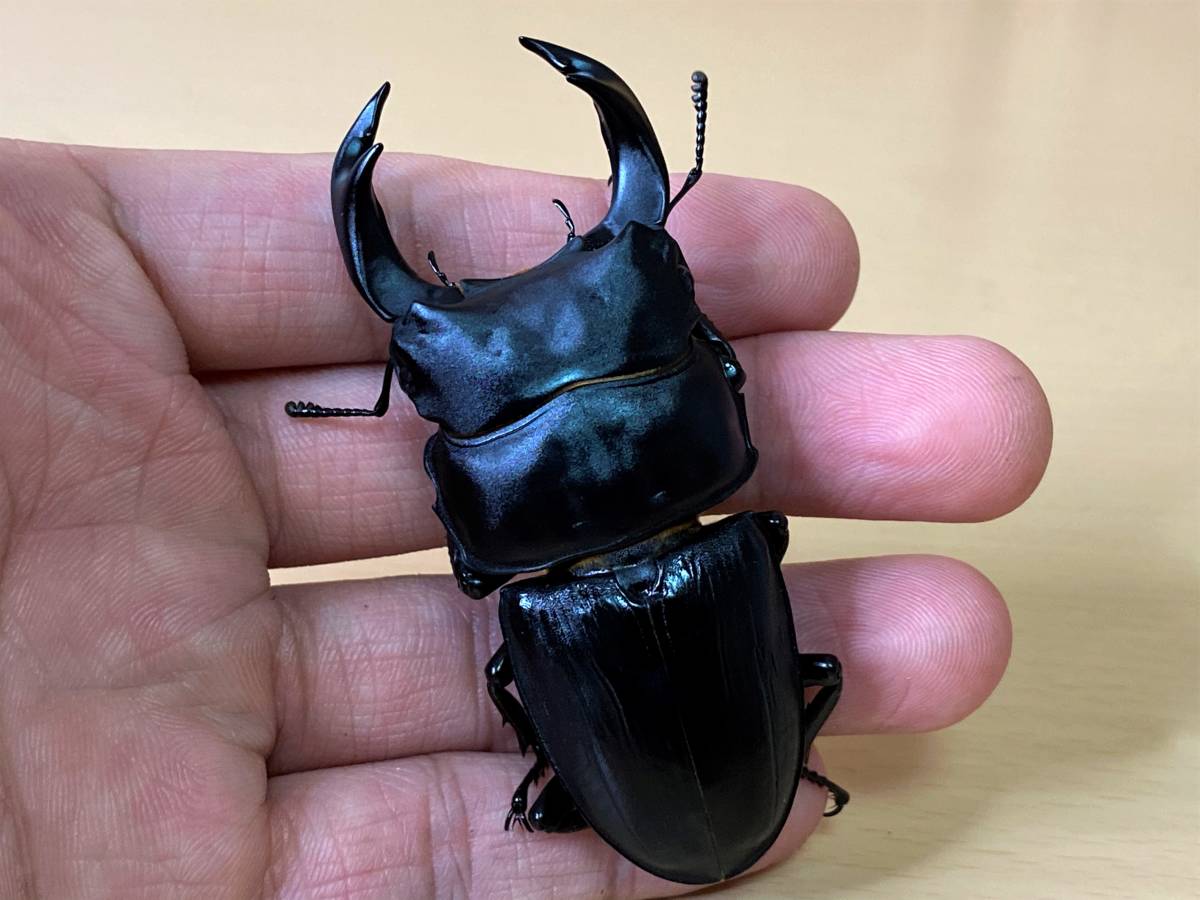 ピコピコ 一角蟲皇帝ガオーグ 黒成形