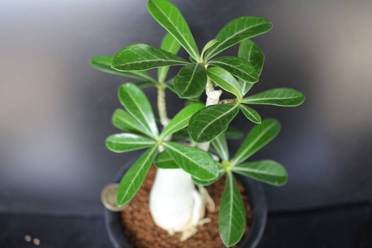多肉植物 塊根植物 アデニウム ソマレンセ現地球 Adenium somalense
