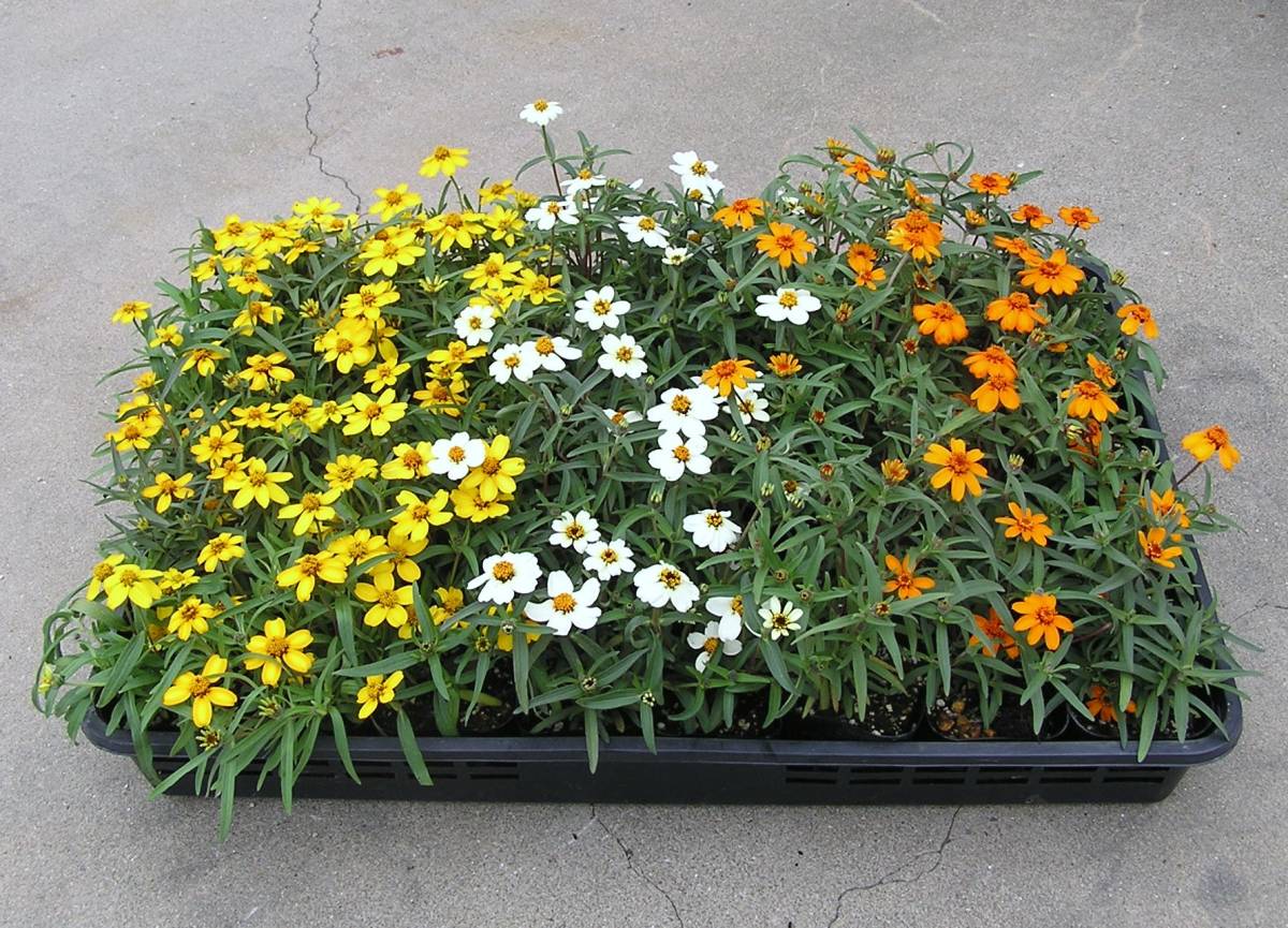 新品 農園 ジニア リネアリス スターブライト 3色ミックス 花苗 20ポット の落札情報詳細 ヤフオク落札価格情報 オークフリー スマートフォン版 新品 農園 ジニア リネアリス スターブライト 3色ミックス 花苗 20ポット の落札情報詳細 ヤフオク落札価格情報 オークフリー スマートフォン版