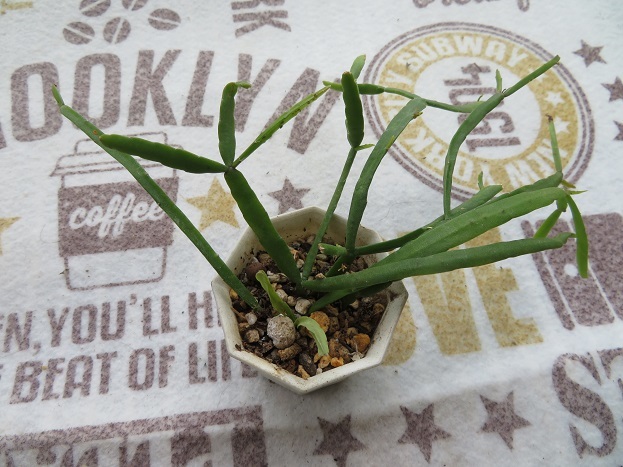 多肉植物 観葉 サボテン リプサリス ミクランサ 小苗 の落札情報詳細 ヤフオク落札価格情報 オークフリー スマートフォン版