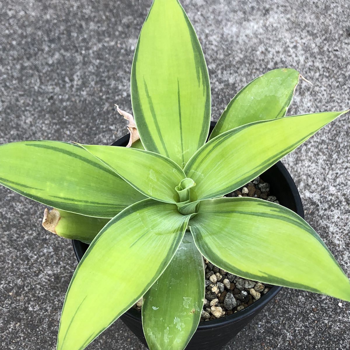 観葉植物 フラワー・ガーデニング アガベアテナータ カラズ