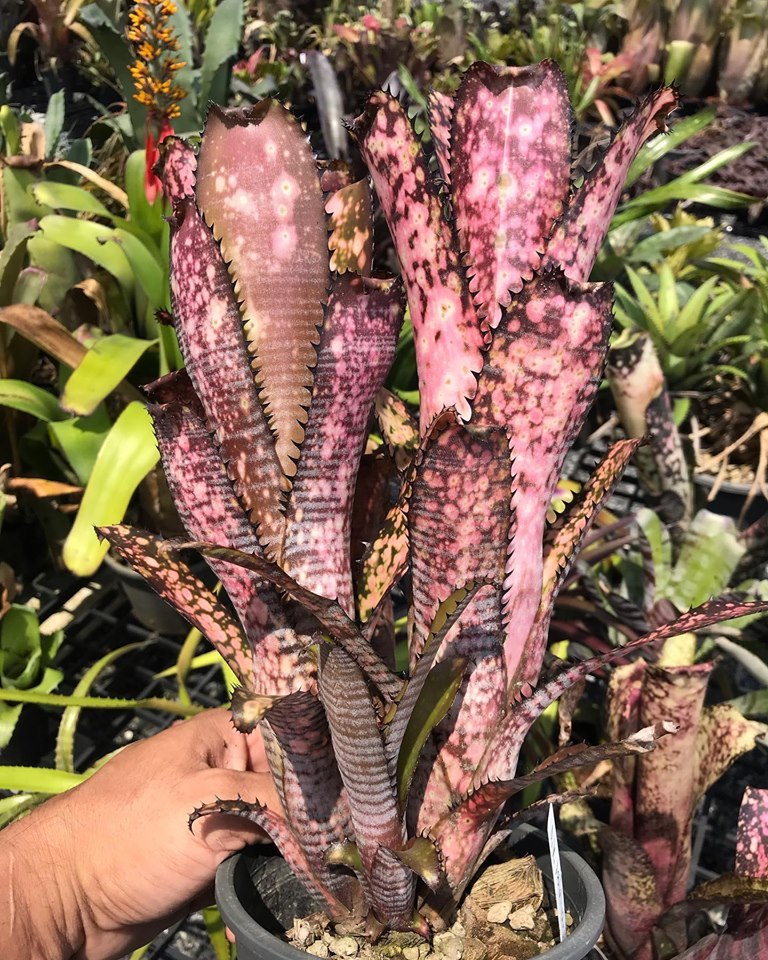 新品】ビルベルギア ☆ Billbergia Apocalypse from Panus の落札情報